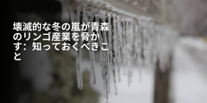 壊滅的な冬の嵐が青森のリンゴ産業を脅かす：知っておくべきこと