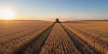 Vast golden wheat field with combine harvester under clear sky at sunset